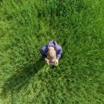 drone operator, drone pilot, field, aerial view, quadrocopter, technology, drone operator, drone operator, drone pilot, drone pilot, drone pilot, drone pilot, drone pilot