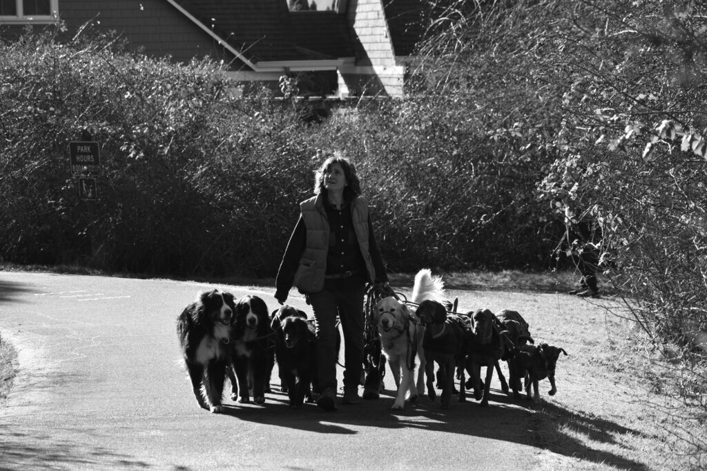 A person walking multiple dogs in an urban park setting, showcasing a typical dog walking scene.
