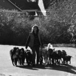 A person walking multiple dogs in an urban park setting, showcasing a typical dog walking scene.