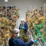 Workers in protective gear handling cannabis plants in an indoor facility.